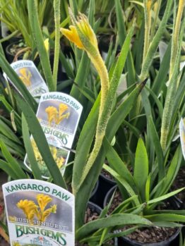 Several Anigozanthos 'Bush Sunburst' Kangaroo Paw in 15 cm pots feature long green leaves and yellow flowers.