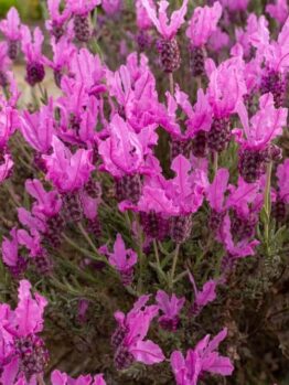 Lavandula 'Pink Lace' Lavender in a 15cm pot features ruffled pink blooms and lush green stems, beautifully showcased in full bloom.