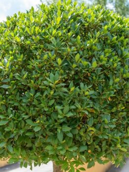 Laurus 'Bay Tree' 16" Pot (Standard)