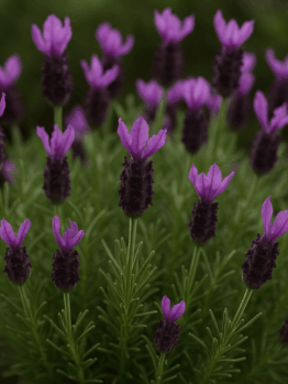A blooming Lavandula 'La Diva Berry Beautiful Purple' Lavender in a 15cm pot showcases green, needle-like leaves against a dark, blurred background.