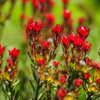 Vibrant Indian paintbrush wildflowers with vivid red blooms and green leaves make a stunning match with the Leucadendron ‘Woori Red’ 15cm Pot for an eye-catching arrangement.