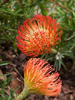 Leucospermum ‘So® Successful’ features vibrant orange-red pincushion protea flowers with spiky petals and green leaves, creating a striking display—perfect for growing in a 15 cm pot.