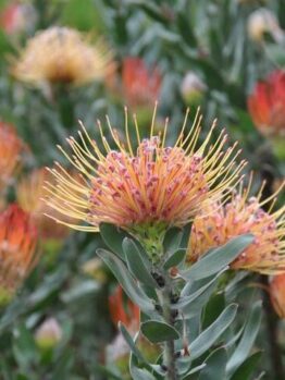 Leucospermum 'Carnival® Peach' in a 15cm pot features vibrant orange and yellow pincushion protea blooms with green leaves, beautifully displayed outdoors in natural light.