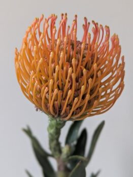 Close-up of a Leucospermum ‘So® Majestic’ flower with green leaves in a 6" pot, set against a plain, light background.