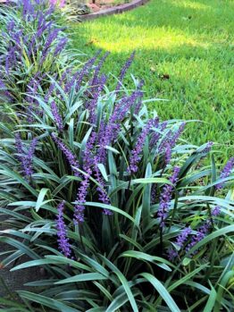 Liriope muscari