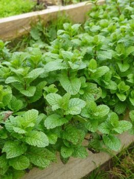 Mint 'Common'