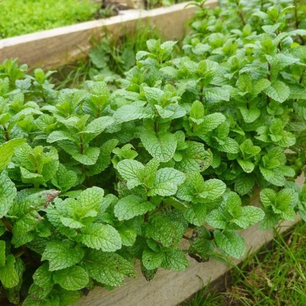 Mint 'Common' 4" Pot