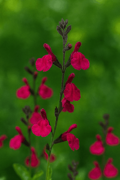 A single Salvia 'Merlot' Sage in a 10cm pot features magenta flowers and dark buds against a green backdrop, adding vibrant colour and striking appeal to any setting.