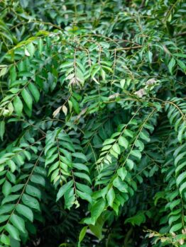 Murraya 'Curry Tree' 8" Pot