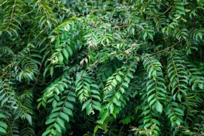 Murraya 'Curry Tree' 8" Pot