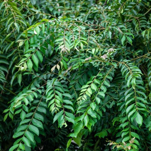 Murraya 'Curry Tree'