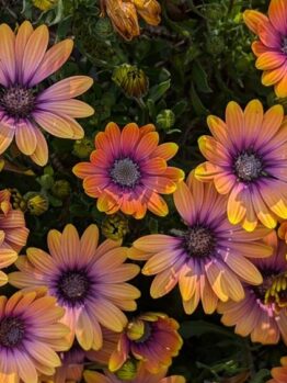Osteospermum 'Serenity™ Bronze' African Daisy 6" Pot
