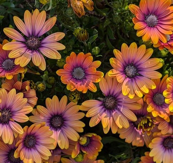 Osteospermum 'Serenity™ Bronze' African Daisy