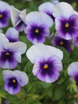 Add vibrant colour to your garden with the Pansy 'Beaconsfield' 4" Pot—a cluster of purple and white blooms with lush green leaves, perfect for brightening any outdoor space.