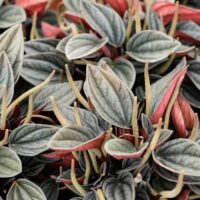 Close-up of Peperomia 'Santorini®' in a 5" pot, featuring green, white, and reddish leaves with prominent veins and upright yellowish flower spikes.