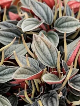 Close-up of Peperomia 'Santorini®' in a 5" pot, featuring green, white, and reddish leaves with prominent veins and upright yellowish flower spikes.