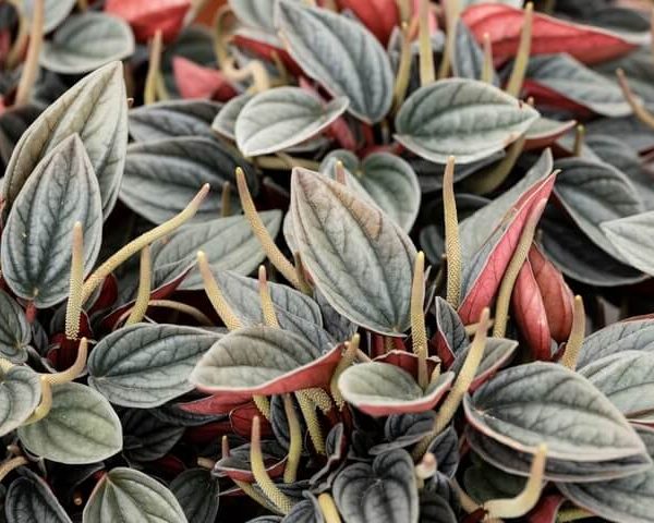 Close-up of Peperomia 'Santorini®' in a 5" pot, featuring green, white, and reddish leaves with prominent veins and upright yellowish flower spikes.