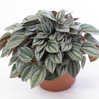 Peperomia 'Milano' PBR in a 13 cm pot features green, silver-striped textured leaves, displayed against a white background.