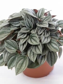Peperomia 'Milano' PBR in a 13 cm pot features green, silver-striped textured leaves, displayed against a white background.