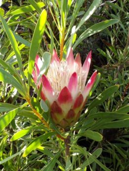 The Protea 'Ruby Blush' in a 15cm pot features pink and white blooms with green slender leaves, thriving in natural sunlight—ideal for display or gifting.