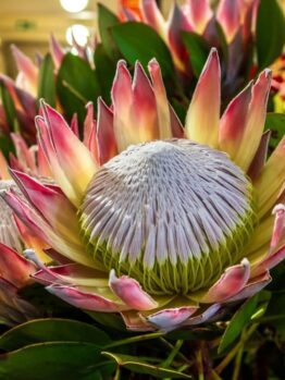 Protea 'King Summer' in a 15cm pot features a large flower with pale pink and white petals, a textured central dome, and lush green leaves—perfect for adding striking beauty to your indoor space.