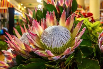 Protea 'King Summer' in a 15cm pot features a large flower with pale pink and white petals, a textured central dome, and lush green leaves—perfect for adding striking beauty to your indoor space.