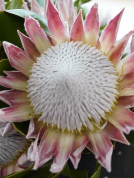 Close-up of two large Protea 'King Winter' flowers with pink and white petals and textured centres, surrounded by green leaves. Perfect for a striking display in a 15cm pot.
