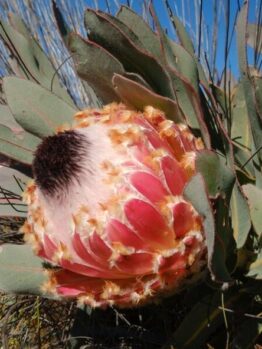 The Protea 'Queen' in a 15cm pot features large pink flowers and thick green leaves, thriving best in direct sunlight.