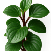 A close-up of Peperomia 'Red Canyon' in a 5" pot, featuring thick, glossy dark green leaves and a reddish stem, set against a white background.