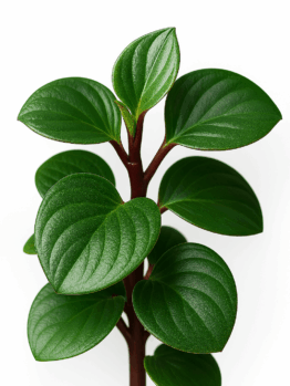 A close-up of Peperomia 'Red Canyon' in a 5" pot, featuring thick, glossy dark green leaves and a reddish stem, set against a white background.