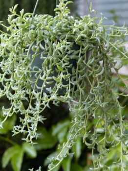 Senecio 'Dolphin Necklace' (String of Dolphins) 8" Hanging Basket