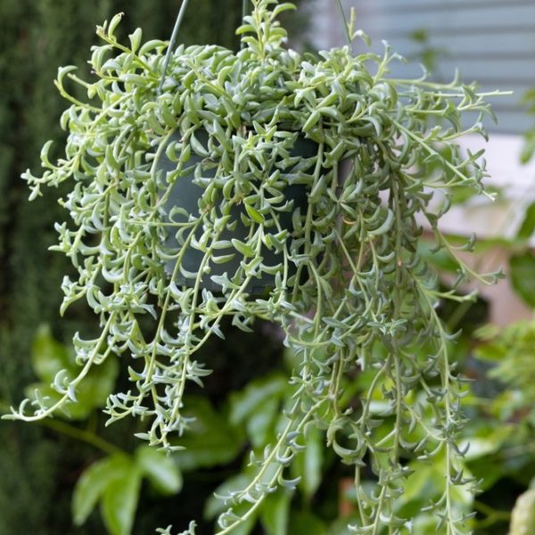 Senecio 'Dolphin Necklace' (String of Dolphins) 8" Hanging Basket