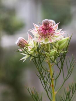 A close-up of Serruria 'Raspberry Burst' 15cm Pot shows its spiky pink and white petals with green buds on a slender stem, set against a blurred natural background—ideal for display.