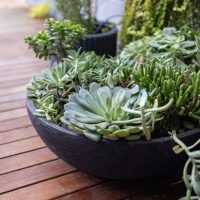 Pots & Planters