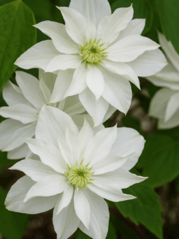 Clematis 'Starlight' 6" Pot