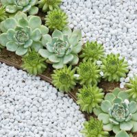 Succulents