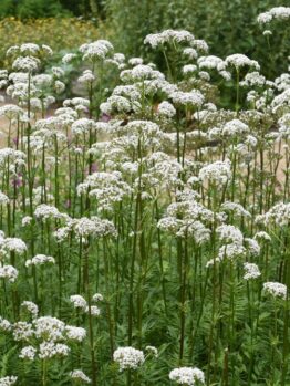Valerian 4" Pot
