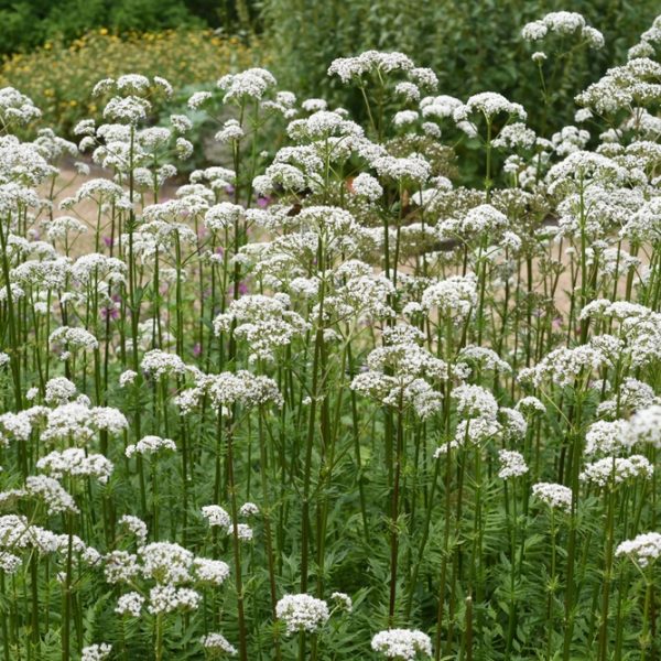 Valerian 4" Pot