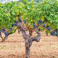 Fruiting Vines