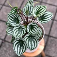 A Peperomia 'Melon Peru' PBR in a 13 cm pot, featuring green and silver striped leaves, is displayed on a wooden stool atop a tiled floor.