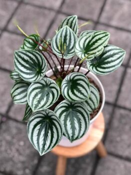 A Peperomia 'Melon Peru' PBR in a 13 cm pot, featuring green and silver striped leaves, is displayed on a wooden stool atop a tiled floor.