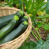 Zucchini 'Black' 4" Pot