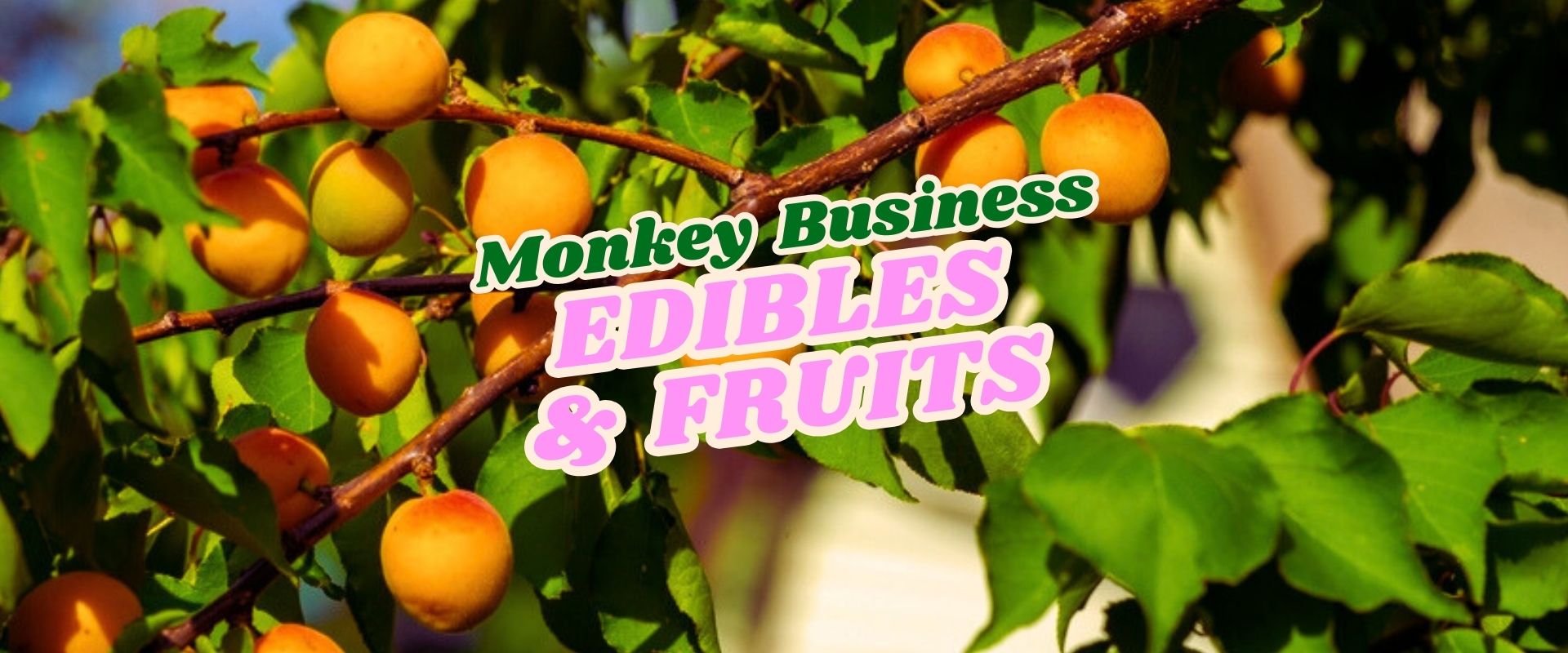 Apricots hanging from a tree branch with “Monkey Business Edibles & Fruits” overlaid in green and pink, highlighting a Flash Sale on fresh picks.
