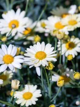 Argyranthemum 'LaRita® White' Daisy' 6" Pot