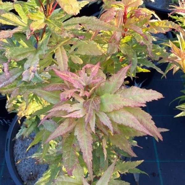 Acer 'Peach Mikawa' Japanese Maple 13" Pot