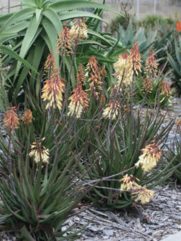 Aloe 'Winter Bells™' 15cm Pot features tall, spiky green leaves and clusters of yellow-orange flowers, perfect for adding striking colour to your mulched garden bed.