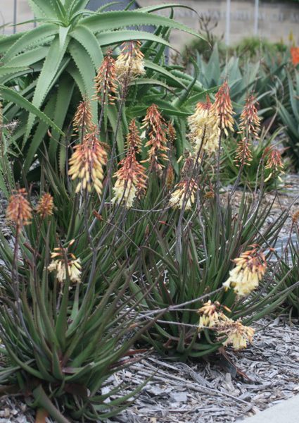 Aloe 'Winter Bells™' 15cm Pot features tall, spiky green leaves and clusters of yellow-orange flowers, perfect for adding striking colour to your mulched garden bed.