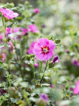 Anisodontea 'African Rose' 6" Pot