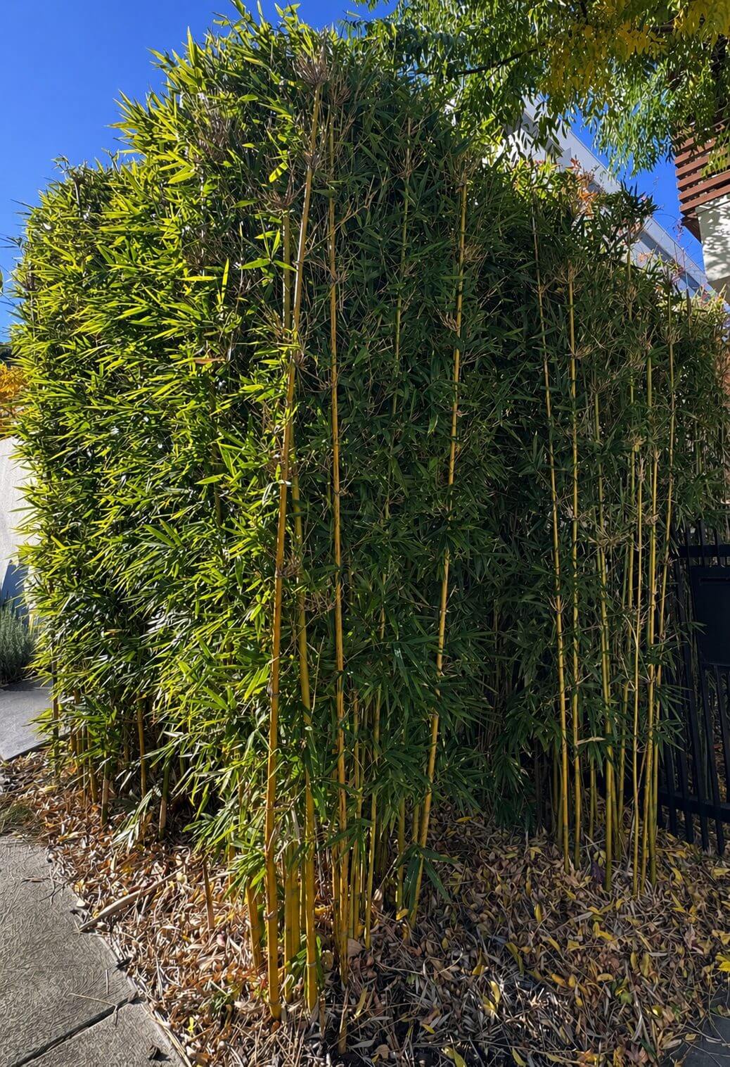 Tall, dense bamboo with yellow stems and green leaves grows beside a sunny pavement, while a Juniperus pingii 'Prostrata' 10" Pot (Staked) adds contrasting greenery nearby.
