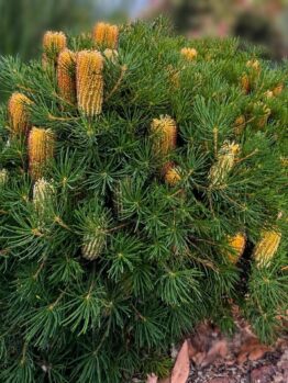 Juniperus pingii 'Prostrata' 10" Pot (Staked) is a green shrub with needle-like leaves and upright, cylindrical yellow flower spikes on its branches. Supplied in a 10" pot.